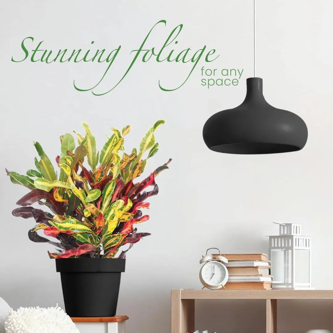American Plant Exchange Live Mammy Croton Plant, Plant Pot for Home and Garden Decor, 10" Pot