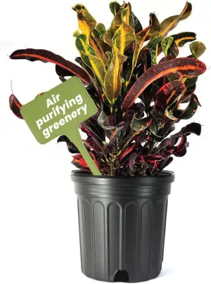 American Plant Exchange Live Mammy Croton Plant, Plant Pot for Home and Garden Decor, 10" Pot