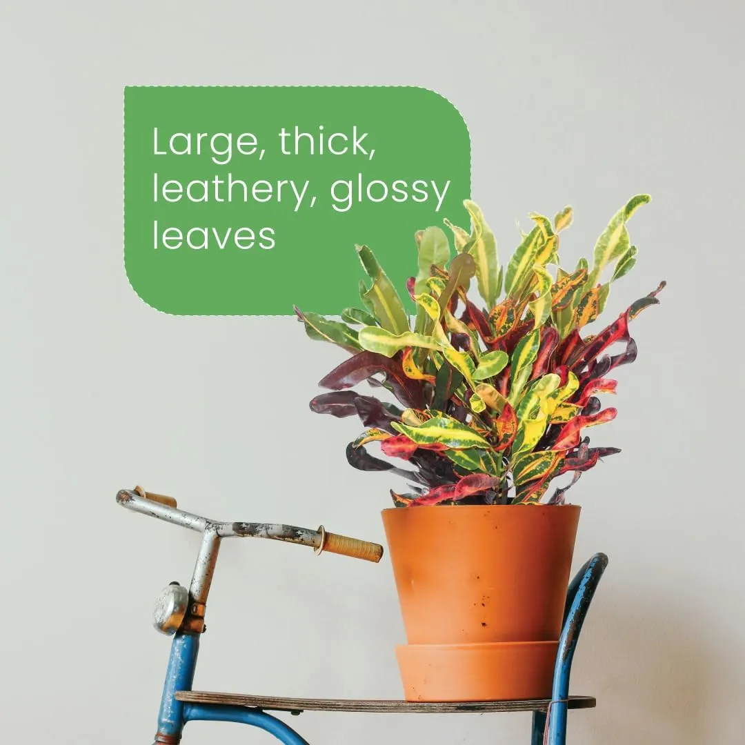 American Plant Exchange Live Mammy Croton Plant, Plant Pot for Home and Garden Decor, 10" Pot