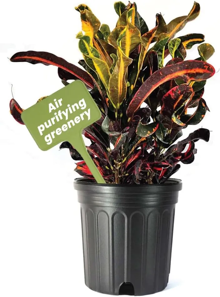 American Plant Exchange Live Mammy Croton Plant, Plant Pot for Home and Garden Decor, 10" Pot