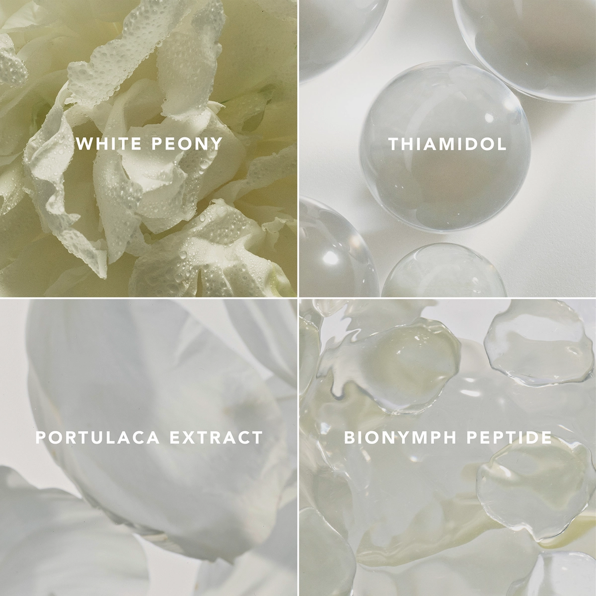 Blanc Peony Face Cream 雪牡丹臻白透亮面霜